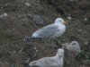 Herring Gull at Barling Rubbish Tip (Steve Arlow) (91100 bytes)